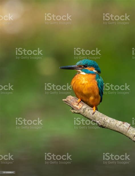 Beautiful Nature Scene With Common Kingfisher Stock Photo Download