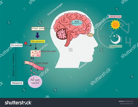 Circadian Rhythms Controlled By Circadian Clocks Stock Vector (Royalty ... 
