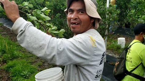 LA CIUDAD ESTAN EN CUARENTENA Y LOS TRABAJADORES DEL CAMPO AGRÍCOLA