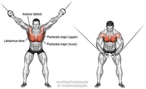 Cable Cross Over Exercise Guide And Video Weight Training Guide