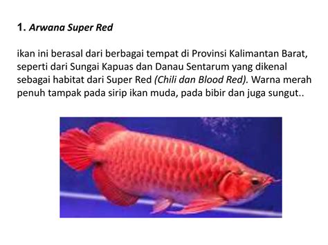 Pkwu Budidaya Ikan Hias Ikan Arwana Ppt Free Download