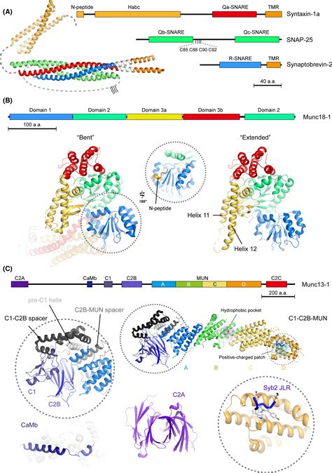 Neuronal SNARE Complex Assembly Guided By Munc181 And Munc131 Wang