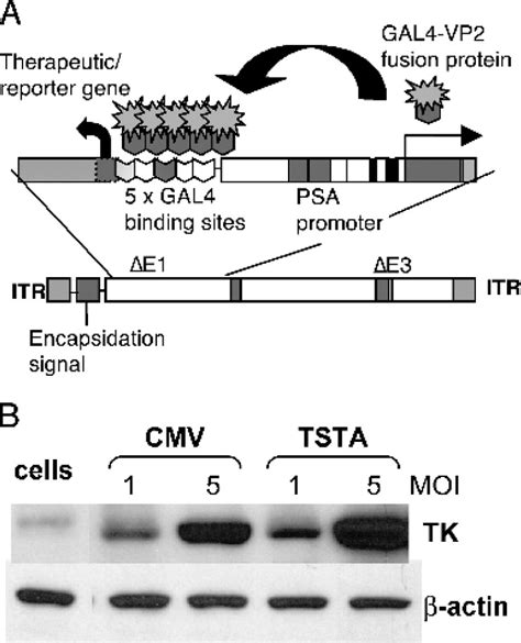 Micro Pet Ct Monitoring Of Herpes Thymidine Kinase Suicide Gene Therapy