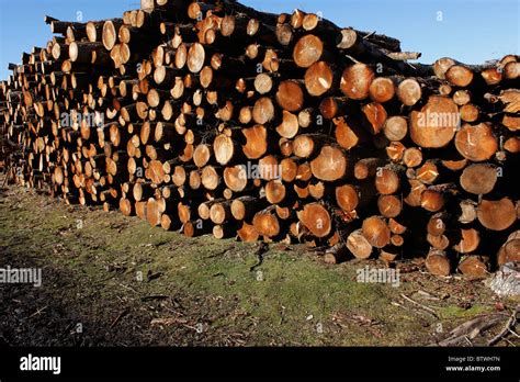A Pile Of Sawn Tree Trunks Stock Photo Alamy