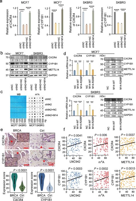 Mettl14 Rescued The Cxcr4 Cyp1b1 And M⁶a Expression Inhibition Caused