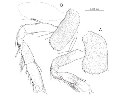 Nuuanu Beatricis N Sp Female Holotype A Right First Gnathopod Download Scientific