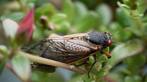 Cicada Broods To Swarm In Several States When Where What To Know
