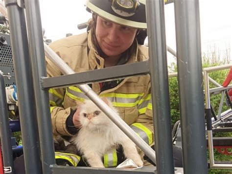 Katze Mischa Von Feuerwehr Durch Tierische Aktion Gerettet