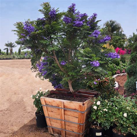 Dwarf Bonsai Blue Jacaranda Trees for Sale | BrighterBlooms.com