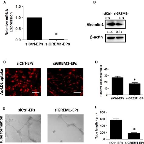 Knockdown Of Grem During Stage Inhibits The Differentiation Of Eps