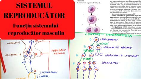 Admitere Medicina Sistemul Reproducator 5 Functia Sistemului