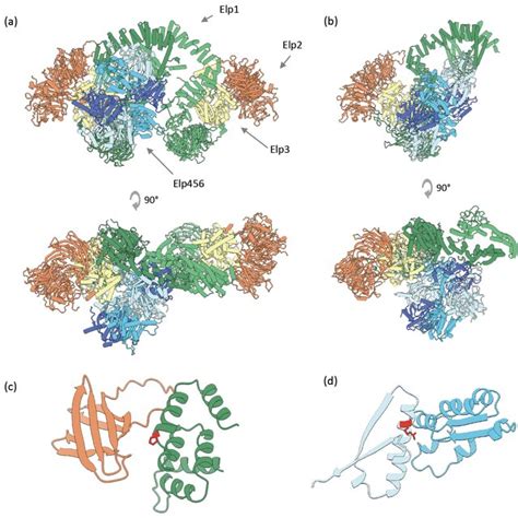 Modeling The Human Elongator Holoenzyme Complex A CombFold