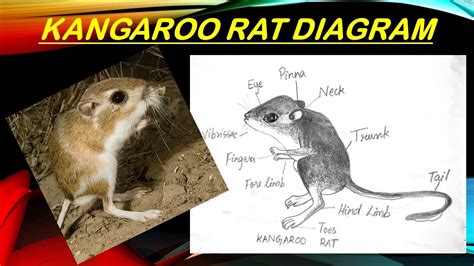 How To Draw Kangaroo Rat Diagram Class Biology Kangaroo Rat