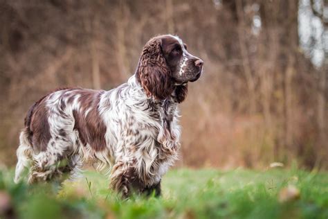 🐾 Springer Spaniel Rassebeschreibung Charakter Dogbible