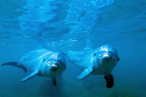 Reasons Why Dolphins Are Undeniably Awesome