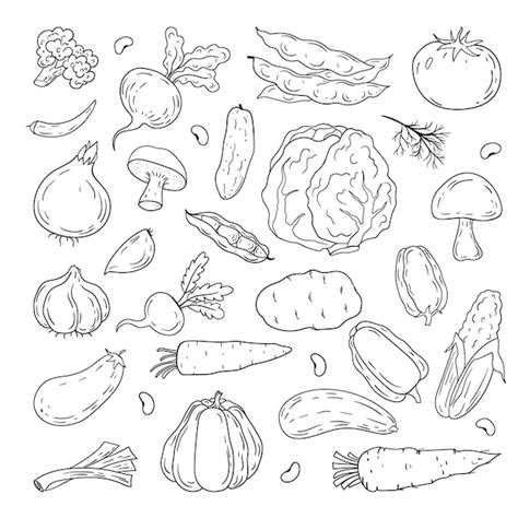 Conjunto De Iconos De Verduras Dibujados A Mano Por Vectores Vector