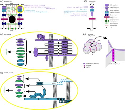 Schematic Overview Of Adherens Junction Tight Junction And