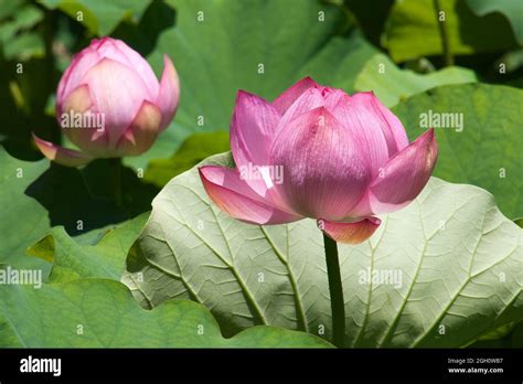 Sydney Australia flor rosa de un nelumbo nucifera también conocido