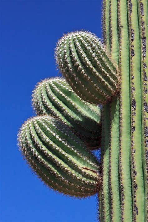 Close Up Saguaro Cactus Flower Stock Image - Image of park, fruit: 31397131