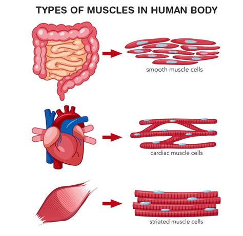 Smooth Muscle Diagram Class 9 Ncert Muscular Tissue Skeletal Smooth And Cardiac Muscle Online