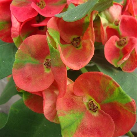 Euphorbia Pink Green Succulent Plant - Nestreeo.com