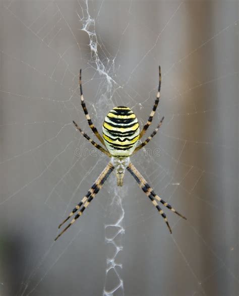 Aranha Da Vespa Foto De Stock Imagem De Medo Amarelo