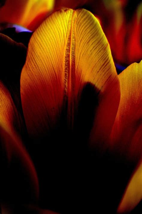 Free Images Flower Petal Tulip Red Yellow Flora Close Up Human