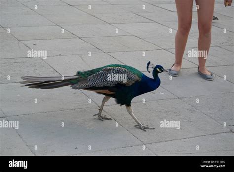 Colorful Peacock Feathers Bird Plumage Blue Green Stock Photo Alamy