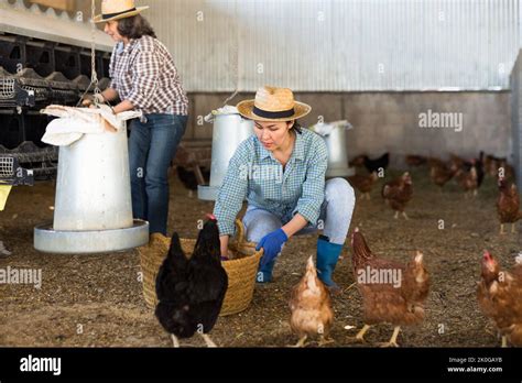 Female Farmers Working In Henhouse Feeding Poultry Stock Photo Alamy