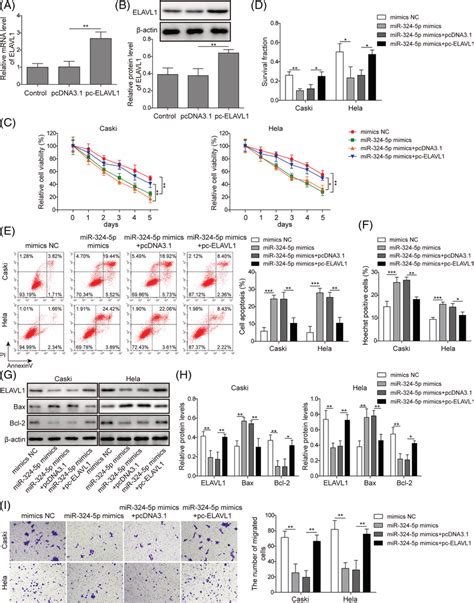 Mir‐324‐5p Suppressed The Growth Of Cc Cells In The Presence Of Ir By Download Scientific