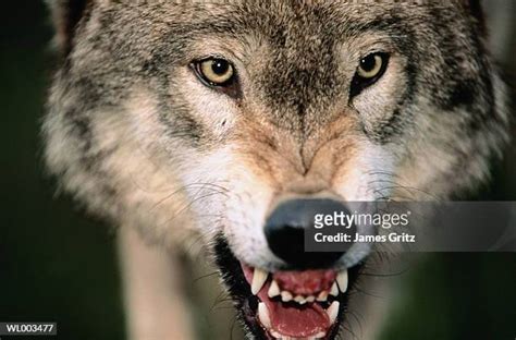 51 Black Wolf Growling Stock Photos, High-Res Pictures, and Images ...