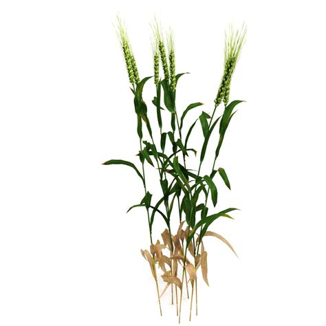 Wheat Plant 3d Model 19 Obj Max Fbx C4d Unknown Free3d