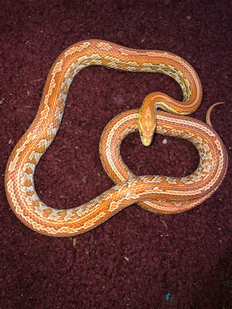 Corn snake breeding plans 2021! First lock of the year today! - Corn ...