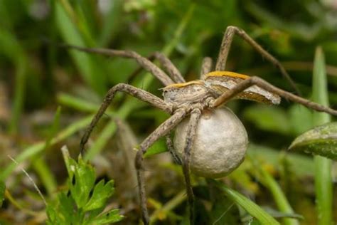 How Do Spiders Reproduce Spider Courting And Mating