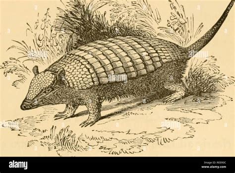 Armadillo burrow hi-res stock photography and images - Alamy