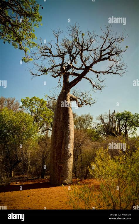 Landscape With Adansonia Rubrostipa Aka Fony Baobab Tree Reniala