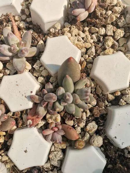 Pachyphytum Compactum X Echeveria Colorata Siracactus Succulente