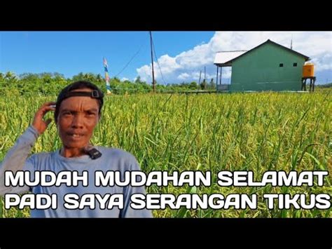 Padi Pak Sarno Di Serang Hama Tikus Dan Burung Transmigrasi Tanjung