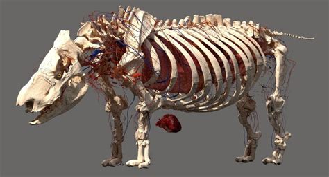 Rhino anatomy model - TurboSquid 1386949 | Anatomy models, Rhino, Anatomy