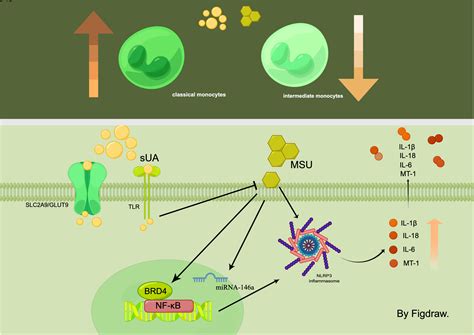 Frontiers The Dysregulation Of Immune Cells Induced By Uric Acid