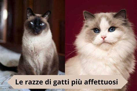 Indifferenti Assolutamente no Le razze di gatti più affettuosi