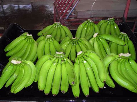 Cavendish Banana Dazz Exports