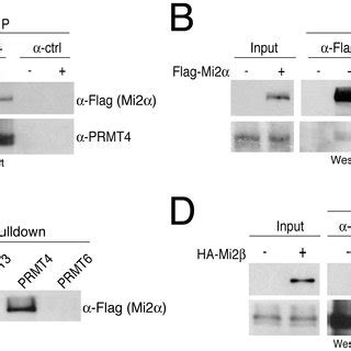 Prmt And Mi Interact With The Transcription Factor C Myb A