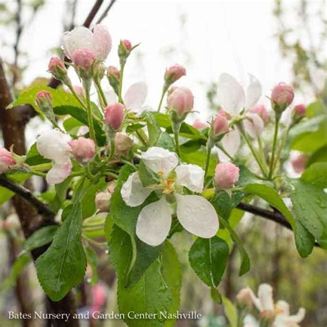 Edible Malus Honeycrisp Semi Dwarf Midseason Apple Bates Nursery