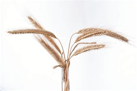 Premium Photo Wheat Ears On White Background