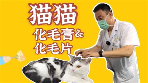 猫咪吐毛球，医生却不建议吃化毛片＆化毛膏？ Youtube