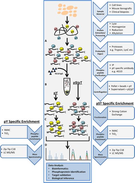 General Workflow For Shotgun Phosphoproteomics Analysis Tissue Samples