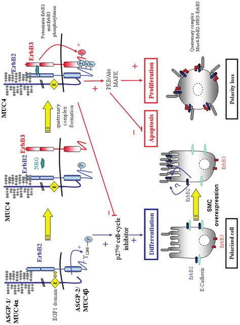 Muc4 And Cell Signaling Muc4 Interacts With Erbb2 And Acts As A Download Scientific Diagram