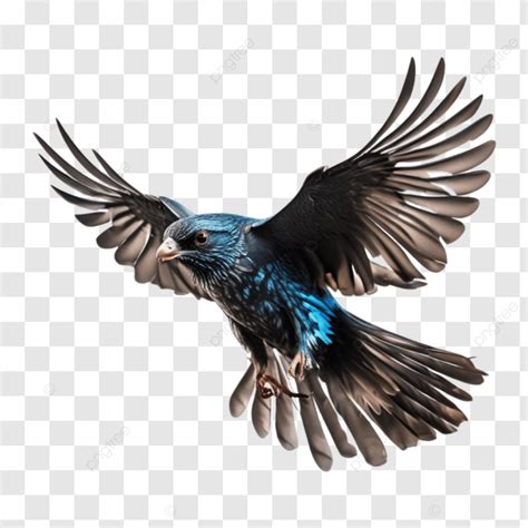 Blue Magpie Bird Flying With Wings Spread, Magpie Bird Flying With ...