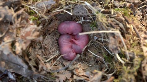 Ratten Im Garten Erkennen Effektiv Bek Mpfen